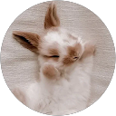 Chloe Ha profile picture